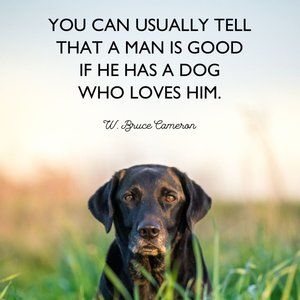 Dogs rock! And Cats are pretty cool too!